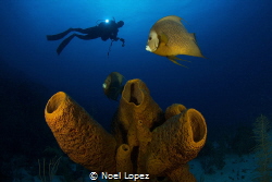 sponge and angelfish, canon 60D, tokina lens 10-17mm, at ... by Noel Lopez 